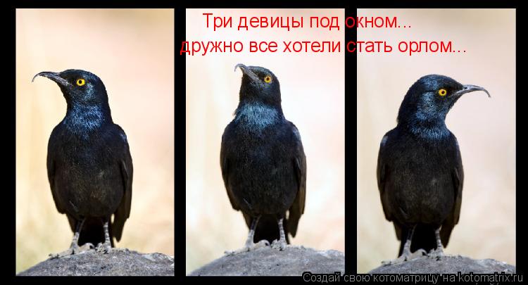 Три девицы под окном... дружно все хотели стать орлом...... Котоматрица: Три девицы под окном... дружно все хотели стать орлом...