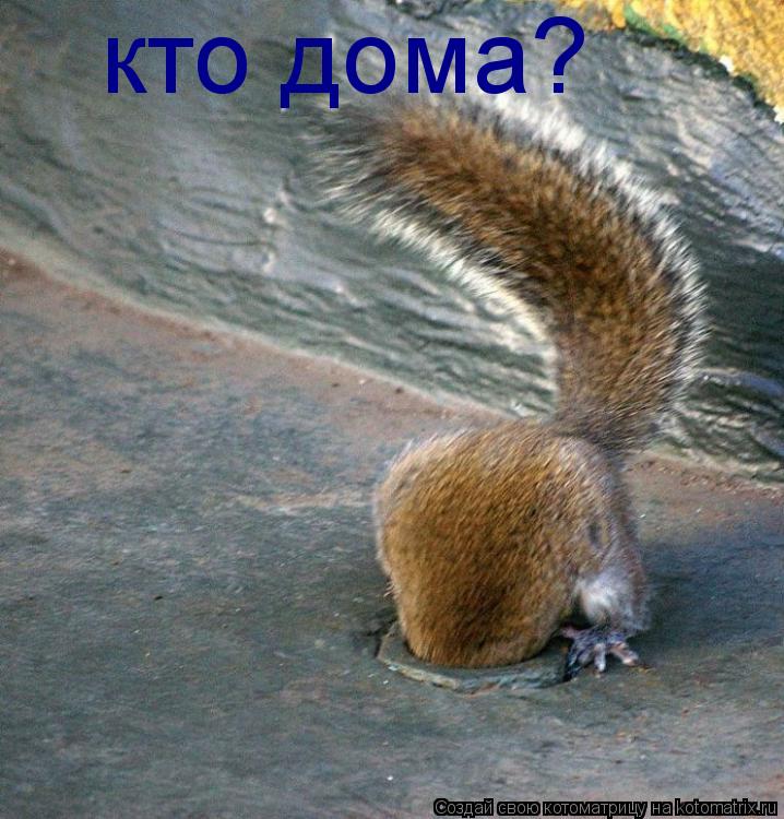 Котоматрица: кто дома?