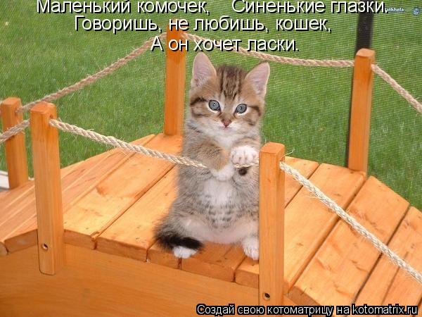 Маленький комочек, Синенькие глазки. Говоришь, не любишь, кошек, А он хочет ласки.... Котоматрица: Маленький комочек, Синенькие глазки. Говоришь, не любишь, кошек, А он хочет ласки.