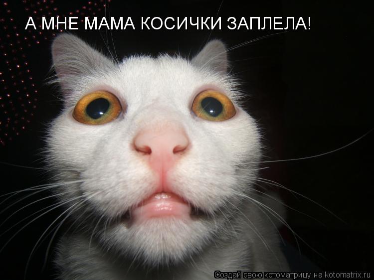 А МНЕ МАМА КОСИЧКИ ЗАПЛЕЛА!... Котоматрица: А МНЕ МАМА КОСИЧКИ ЗАПЛЕЛА!