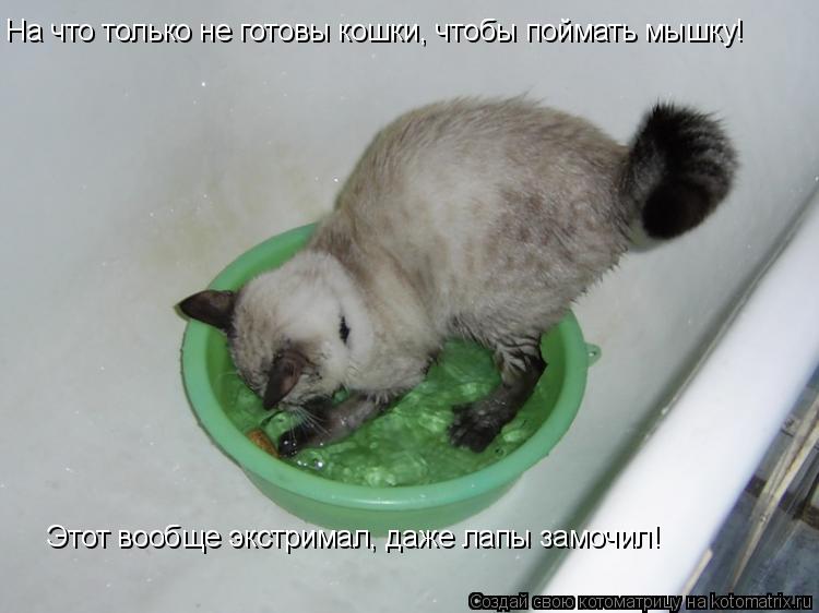 Котоматрица: На что только не готовы кошки, чтобы поймать мышку! Этот вообще экстримал, даже лапы замочил!
