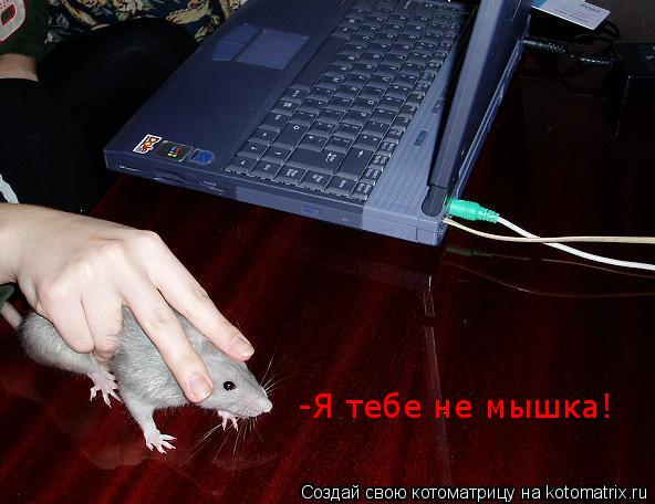 Котоматрица: -Я тебе не мышка!