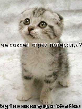 Котоматрица: че совсем страх потерял,а???!