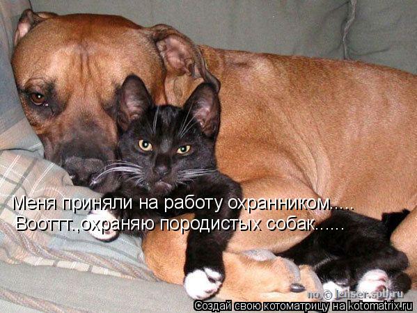 Котоматрица: Меня приняли на работу охранником..... Вооттт.,охраняю породистых собак......
