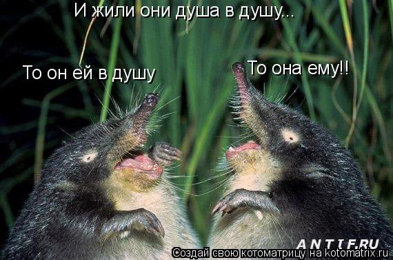 Котоматрица: И жили они душа в душу... То он ей в душу То она ему!!