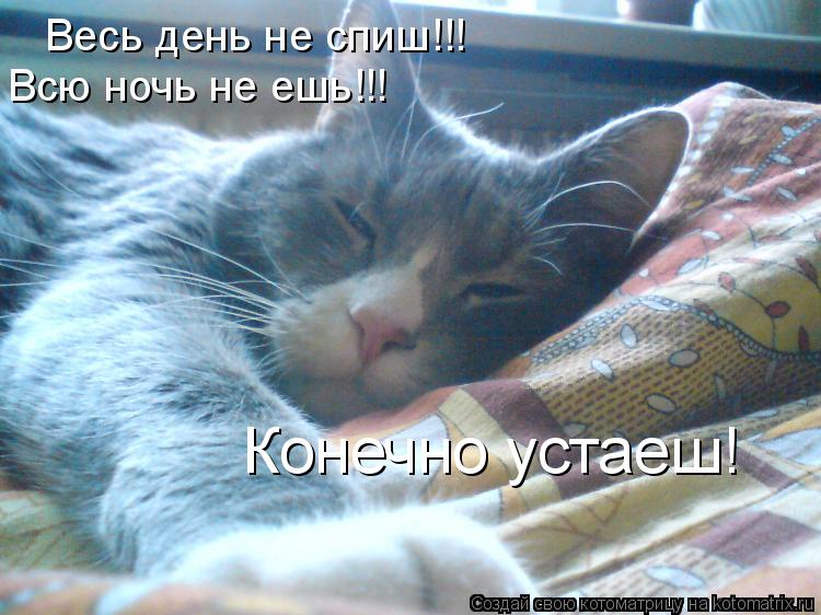 Котоматрица: Весь день не спиш!!! Всю ночь не ешь!!! Конечно устаеш!