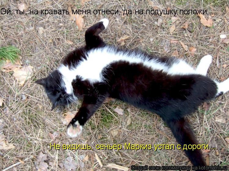 Котоматрица: Эй, ты, на кравать меня отнеси, да на подушку положи..... Не видишь, сеньер Маркиз устал с дороги....