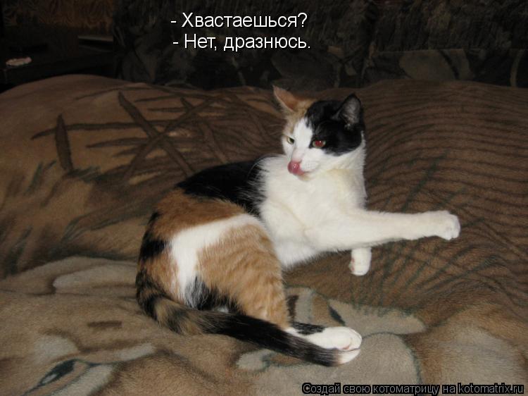 - Хвастаешься? - Нет, дразнюсь.... Котоматрица: - Хвастаешься? - Нет, дразнюсь.