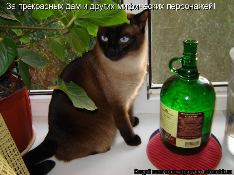 Котоматрица: За прекрасных дам и других мифических персонажей!