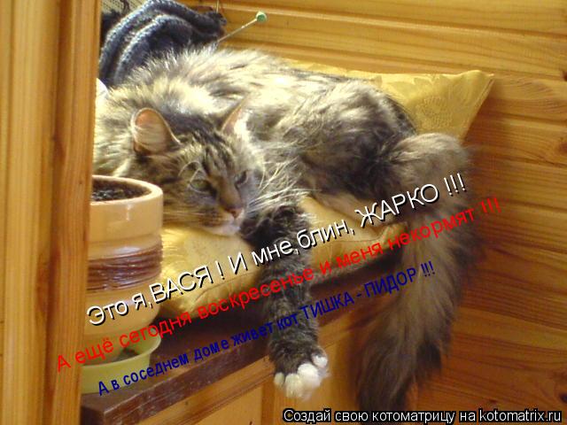 Котоматрица: Это я,ВАСЯ ! И мне,блин, ЖАРКО !!! А ещё сегодня воскресенье и меня некормят !!! А в соседнем доме живет кот ТИШКА - ПИДОР !!!
