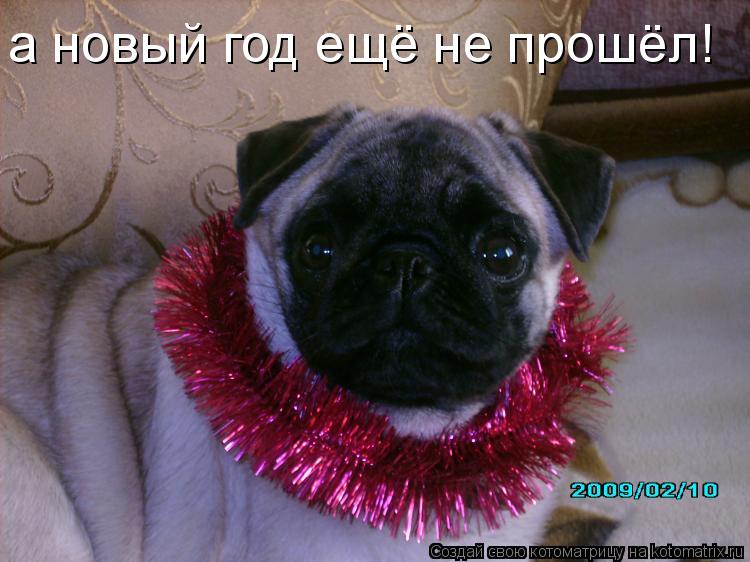 Котоматрица: а новый год ещё не прошёл!