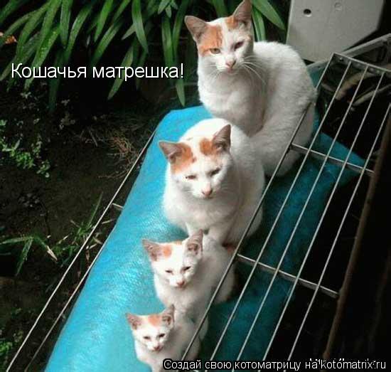 Котоматрица: Кошачья матрешка!