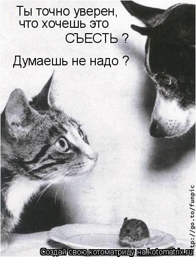 Ты точно уверен, что хочешь это СЪЕСТЬ ? Думаешь не надо ?... Котоматрица: Ты точно уверен, что хочешь это СЪЕСТЬ ? Думаешь не надо ?