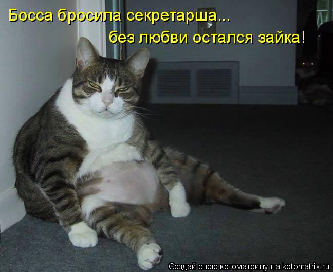 Котоматрица: Босса бросила секретарша... без любви остался зайка!