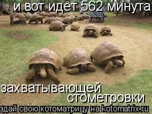 Котоматрица: и вот идёт 562 минута захватывающей стометровки захватывающей  стометровки