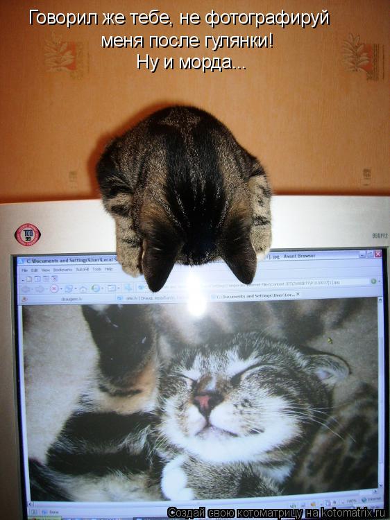 Говорил же тебе, не фотографируй меня после гулянки! Ну и морда...... Котоматрица: Говорил же тебе, не фотографируй меня после гулянки! Ну и морда...