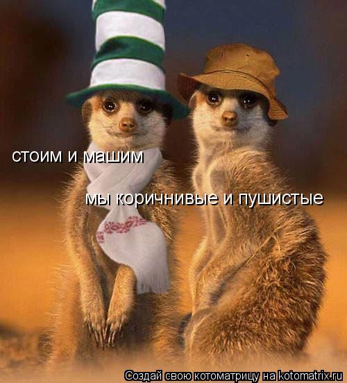 Котоматрица: стоим и машим мы коричнивые и пушистые
