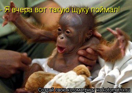 Котоматрица: - Я вчера вот такую щуку поймал!
