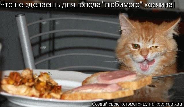 Что не зделаешь для голода "любимого" хозяина!... Котоматрица: Что не зделаешь для голода "любимого" хозяина!