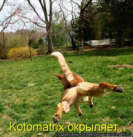 Kotomatrix окрыляет...... Котоматрица: Kotomatrix окрыляет...