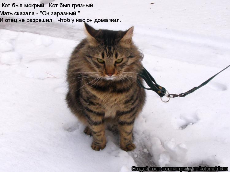 Кот был мокрый, Кот был грязный. Мать сказала - "Он заразный!" И отец не разрешил, Чтоб у нас ... Котоматрица: Кот был мокрый, Кот был грязный. Мать сказала - "Он заразный!" И отец не разрешил, Чтоб у нас он дома жил.