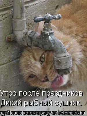 Котоматрица: Утро после праздников Дикий рыбный сушняк.