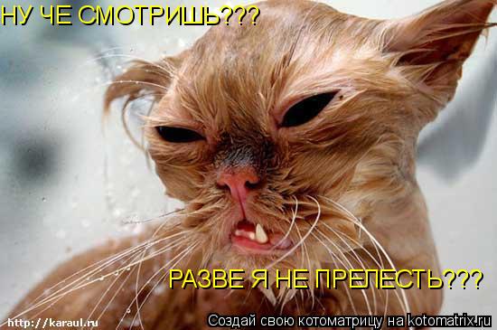 Котоматрица: НУ ЧЕ СМОТРИШЬ???  РАЗВЕ Я НЕ ПРЕЛЕСТЬ???