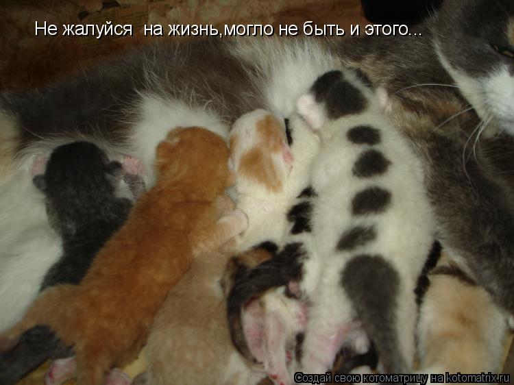 Не жалуйся на жизнь,могло не быть и этого...... Котоматрица: Не жалуйся на жизнь,могло не быть и этого...