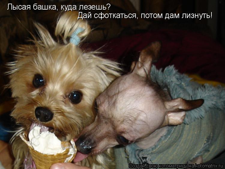 Лысая башка, куда лезешь? Дай сфоткаться, потом дам лизнуть!... Котоматрица: Лысая башка, куда лезешь? Дай сфоткаться, потом дам лизнуть!