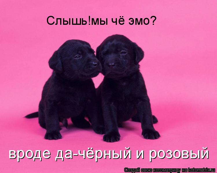 Котоматрица: Слышь!мы чё эмо? вроде да-чёрный и розовый