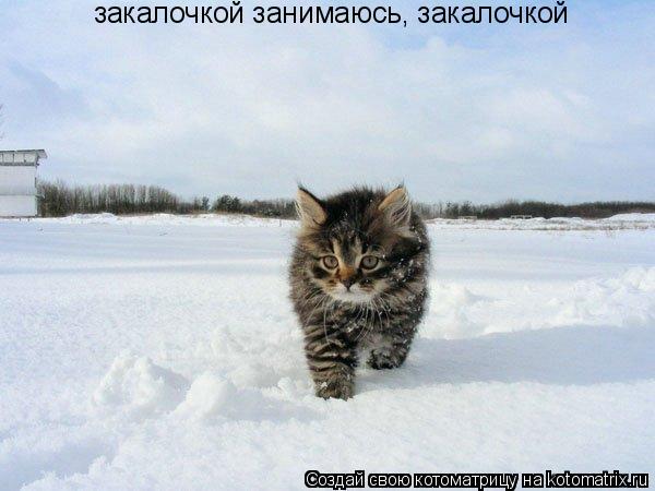 Котоматрица: закалочкой занимаюсь, закалочкой