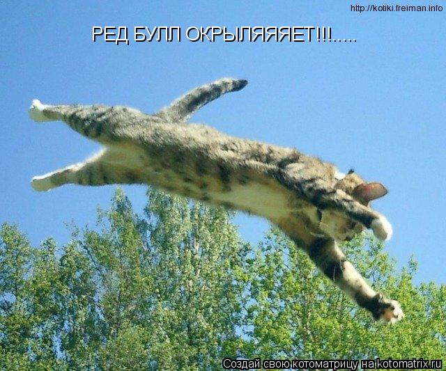 РЕД БУЛЛ ОКРЫЛЯЯЯЕТ!!!........ Котоматрица: РЕД БУЛЛ ОКРЫЛЯЯЯЕТ!!!.....