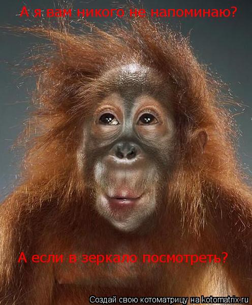 Котоматрица: А я вам никого не напоминаю? А если в зеркало посмотреть?