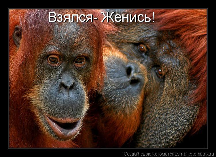 Взялся- Женись!... Котоматрица: Взялся- Женись!