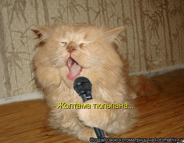 Котоматрица: - Жолтама тюльпана...