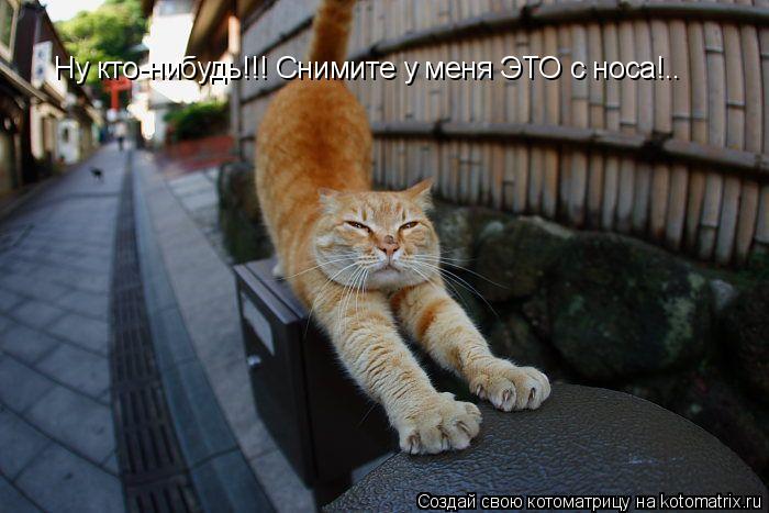 Ну кто-нибудь!!! Снимите у меня ЭТО с носа!..... Котоматрица: Ну кто-нибудь!!! Снимите у меня ЭТО с носа!..