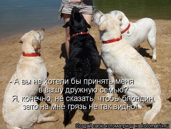 Котоматрица: - А вы не хотели бы принять меня  в вашу дружную семью? Я, конечно, не сказать, чтобы блондин, зато на мне грязь не так видно!..