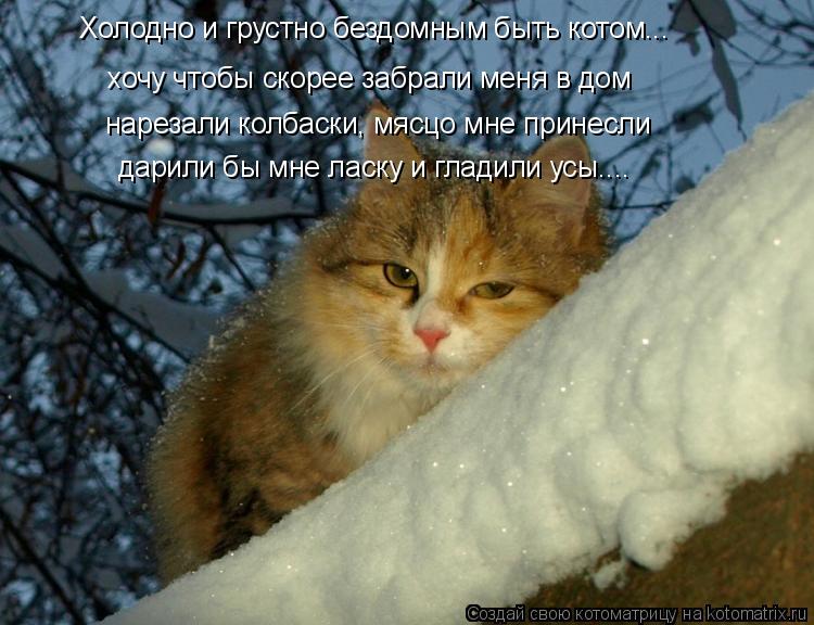 Холодно и грустно бездомным быть котом... хочу чтобы скорее забрали меня в дом нарезали колбаски, мяс... Котоматрица: Холодно и грустно бездомным быть котом... хочу чтобы скорее забрали меня в дом нарезали колбаски, мясцо мне принесли дарили бы мне ласку и гл