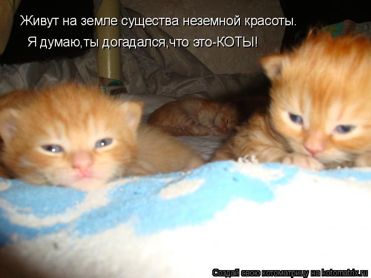 Живут на земле существа неземной красоты. Я думаю,ты догадался,что это-КОТЫ!... Котоматрица: Живут на земле существа неземной красоты. Я думаю,ты догадался,что это-КОТЫ!