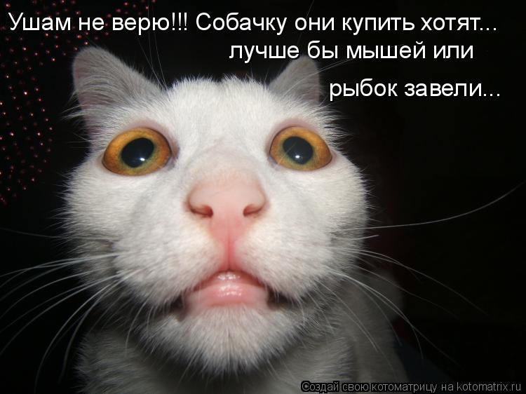 Ушам не верю!!! Собачку они купить хотят... лучше бы мышей или рыбок завели...... Котоматрица: Ушам не верю!!! Собачку они купить хотят... лучше бы мышей или рыбок завели...