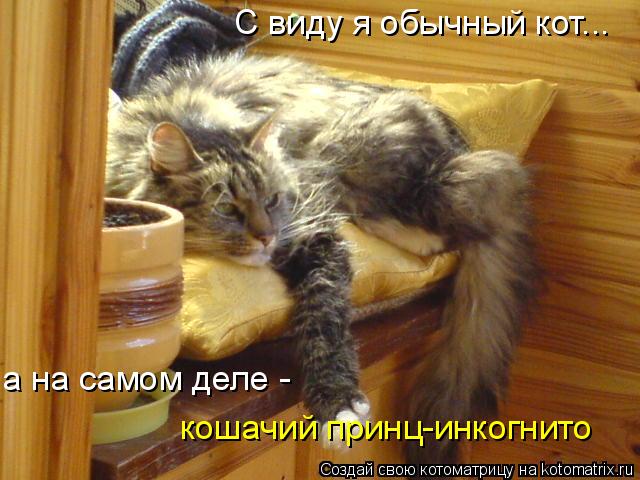 Котоматрица: С виду я обычный кот... а на самом деле -  кошачий принц-инкогнито