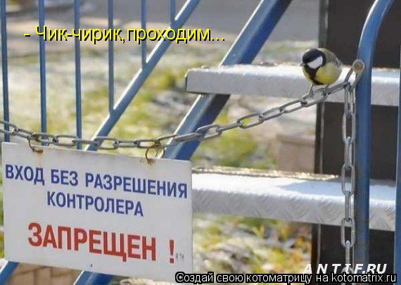 Котоматрица: - Чик-чирик,проходим...