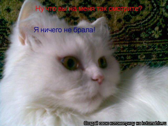 Котоматрица: Ну что вы на меня так смотрите?  Я ничего не брала!