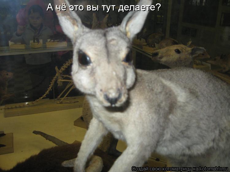 Котоматрица: А чё это вы тут делаете?