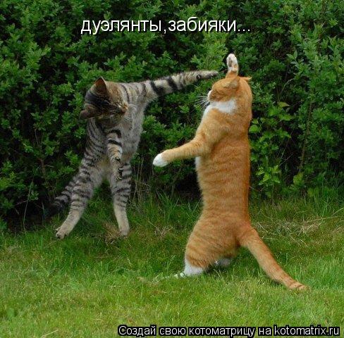 Котоматрица: дуэлянты,забияки...