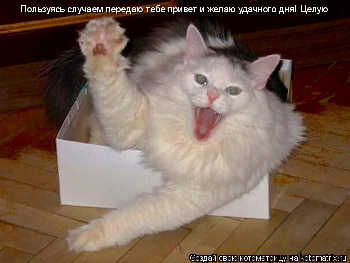 Котоматрица: Пользуясь случаем передаю тебе привет и желаю удачного дня! Целую