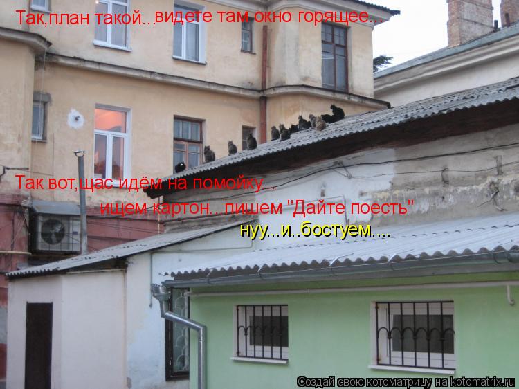 Котоматрица: Так,план такой... видете там окно горящее... Так вот,щас идём на помойку... ищем картон...пишем "Дайте поесть" нуу...и..бостуем....