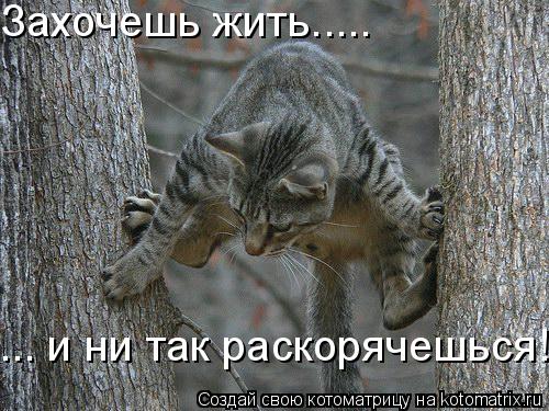 Котоматрица: Захочешь жить..... ... и ни так раскорячешься!