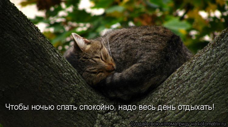Чтобы ночью спать спокойно, надо весь день отдыхать!... Котоматрица: Чтобы ночью спать спокойно, надо весь день отдыхать!
