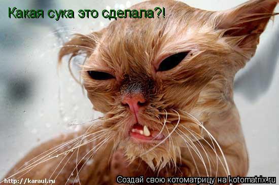 Котоматрица: Какая сука это сделала?!